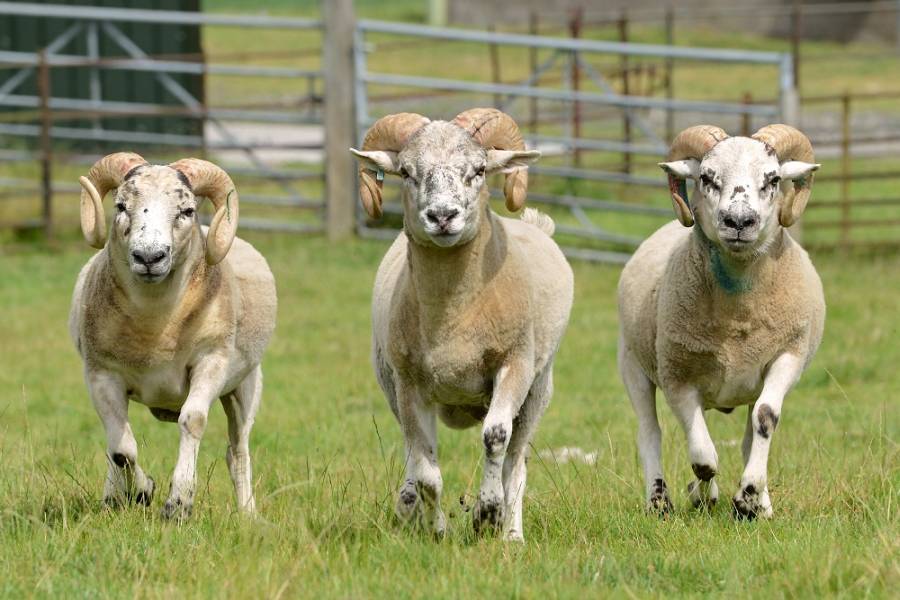 Sheep gene insights could help farmers breed healthier animals Sheep gene insights could help farmers breed healthier animals
