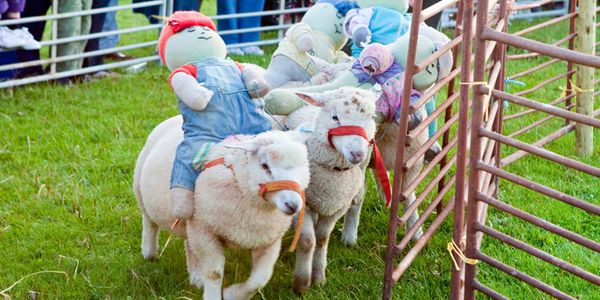 Sheep racing event in North Yorkshire could be banned due to petition Sheep racing event in North Yorkshire could be banned due to petition