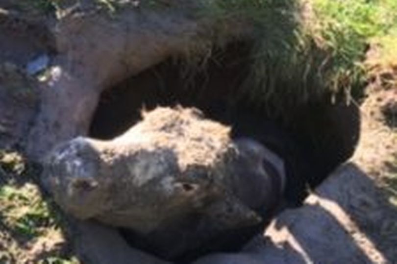 Farmer and rescue crews spend several hours digging cow from sink hole Farmer and rescue crews spend several hours digging cow from sink hole