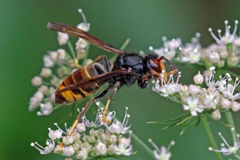 Asian hornet outbreak contained in Devon Asian hornet outbreak contained in Devon
