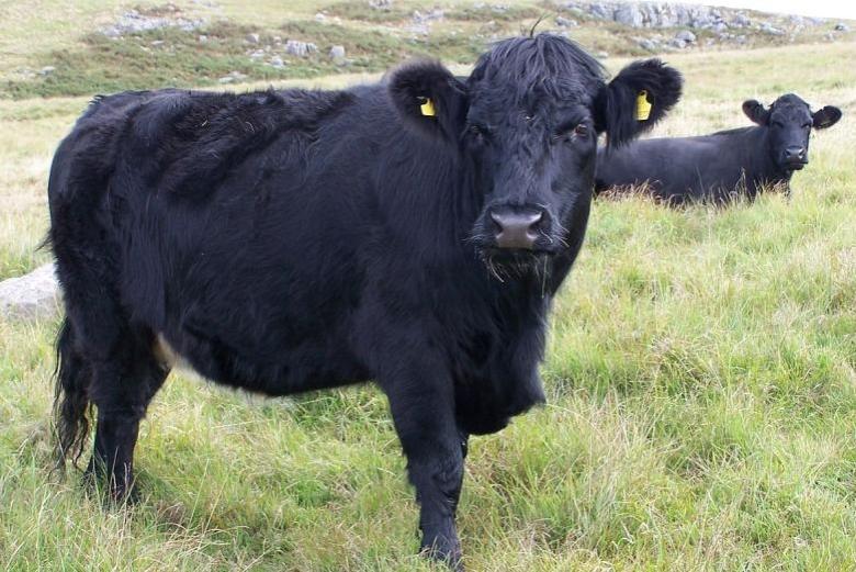 Welsh Livestock Champion Award launched, winner wins £300 Welsh Livestock Champion Award launched, winner wins £300