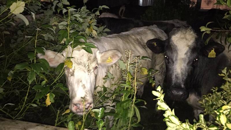 Fifty cows escape farm and roam streets of Manchester Fifty cows escape farm and roam streets of Manchester