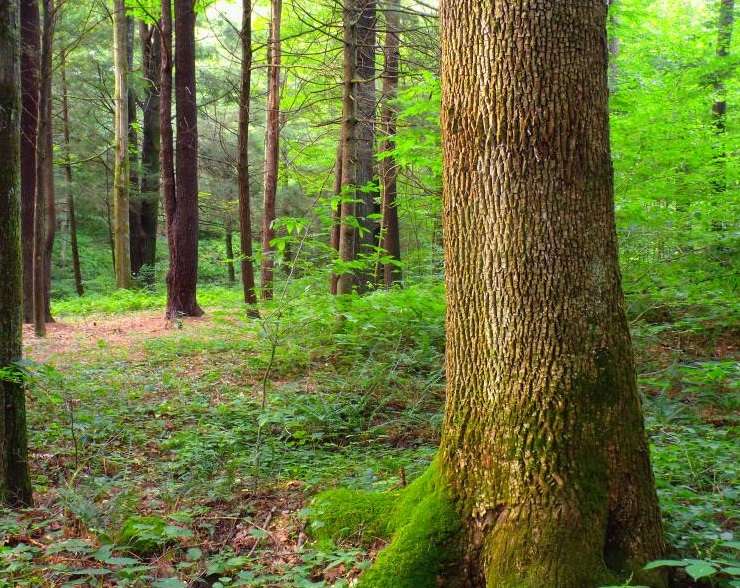 Farmers encouraged to apply for woodland creation grant Farmers encouraged to apply for woodland creation grant
