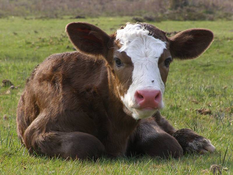 Cattle are 'choked' and 'tormented' by intruders on Essex farm Cattle are 'choked' and 'tormented' by intruders on Essex farm