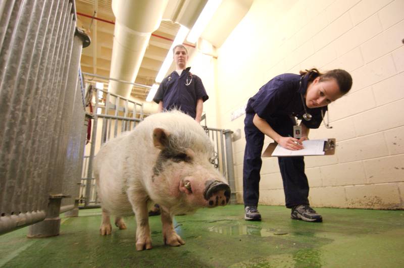 Veterinary industry issues 'Brexit negotiation plea' Veterinary industry issues 'Brexit negotiation plea'