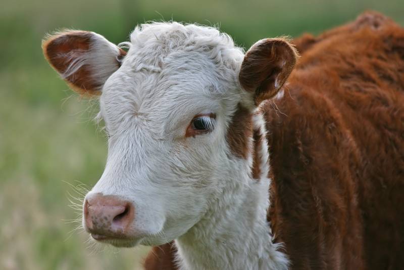 Farmers warned of increase in cattle disease 'Blackleg' Farmers warned of increase in cattle disease 'Blackleg'