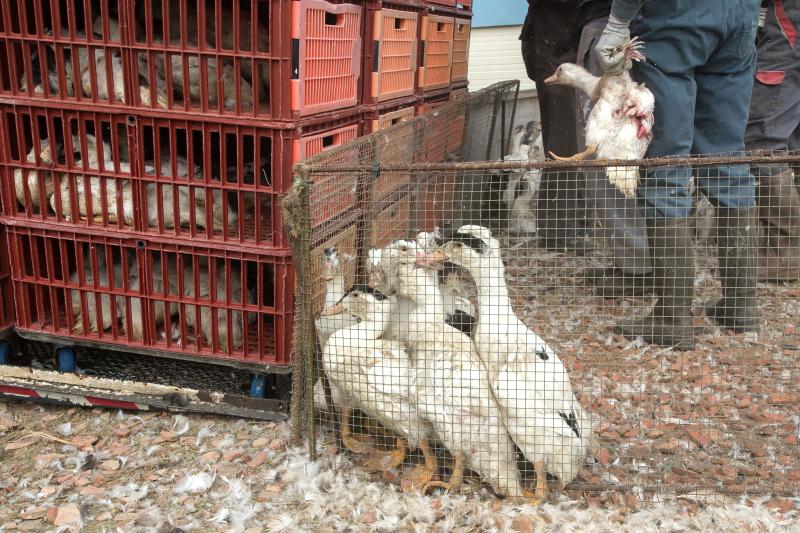 Netherlands issue a Poultry Housing Order after confirmed outbreak of bird flu Netherlands issue a Poultry Housing Order after confirmed outbreak of bird flu