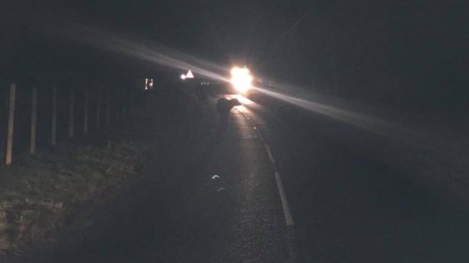 Farmer takes to social media in bid to catch his escaped buffalo Farmer takes to social media in bid to catch his escaped buffalo