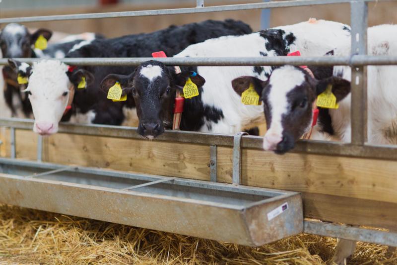 Seriousness of calf pneumonia highlighted by BBC Young Farmer Seriousness of calf pneumonia highlighted by BBC Young Farmer