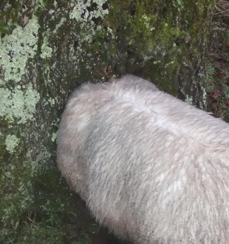 Sheep rescued after trapping its head in tree trunk Sheep rescued after trapping its head in tree trunk
