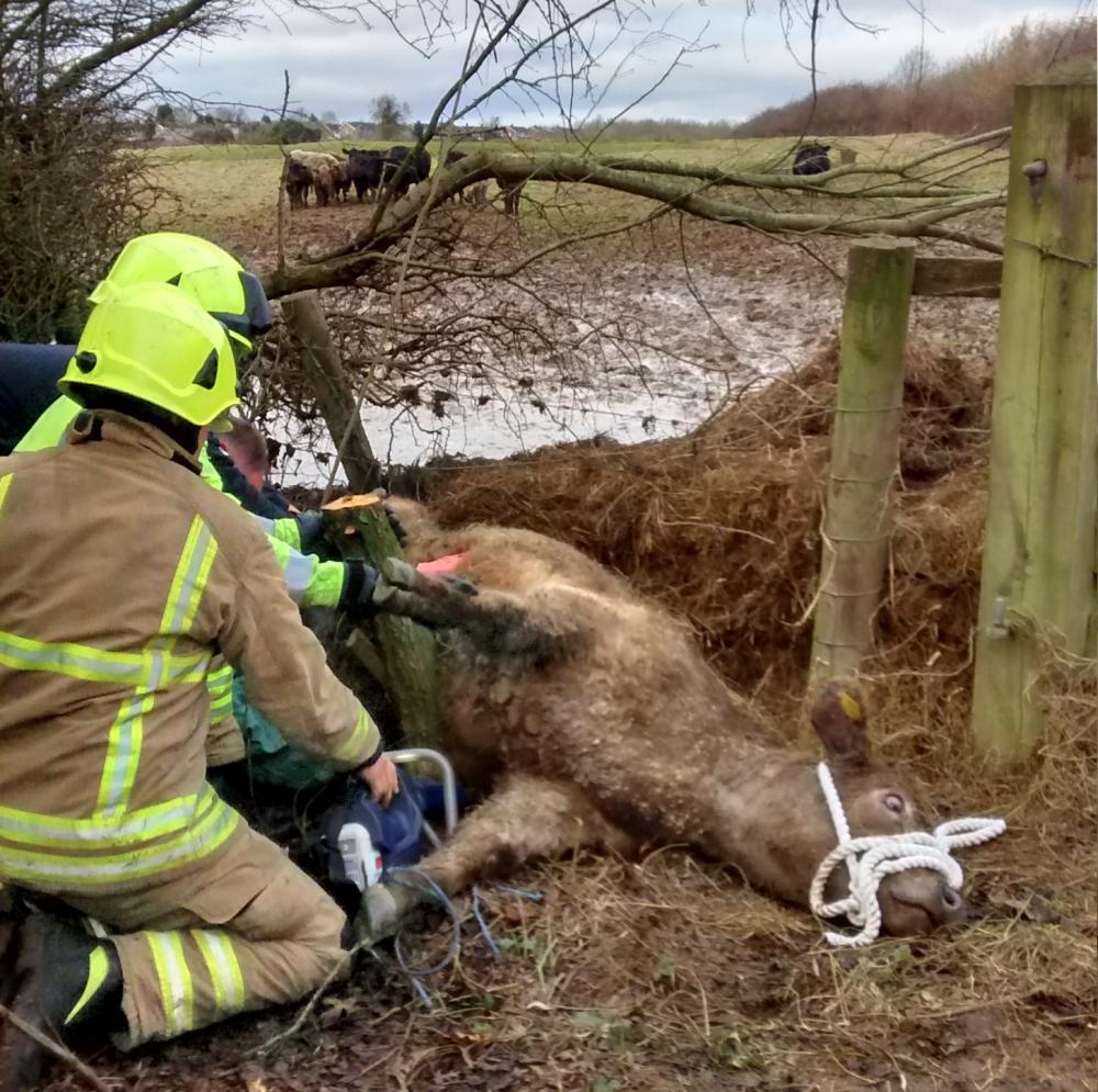 Rescuers free cow stuck between fence and trees