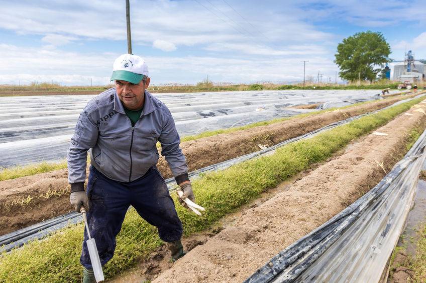 MPs re-open inquiry looking into labour needs in agriculture MPs re-open inquiry looking into labour needs in agriculture