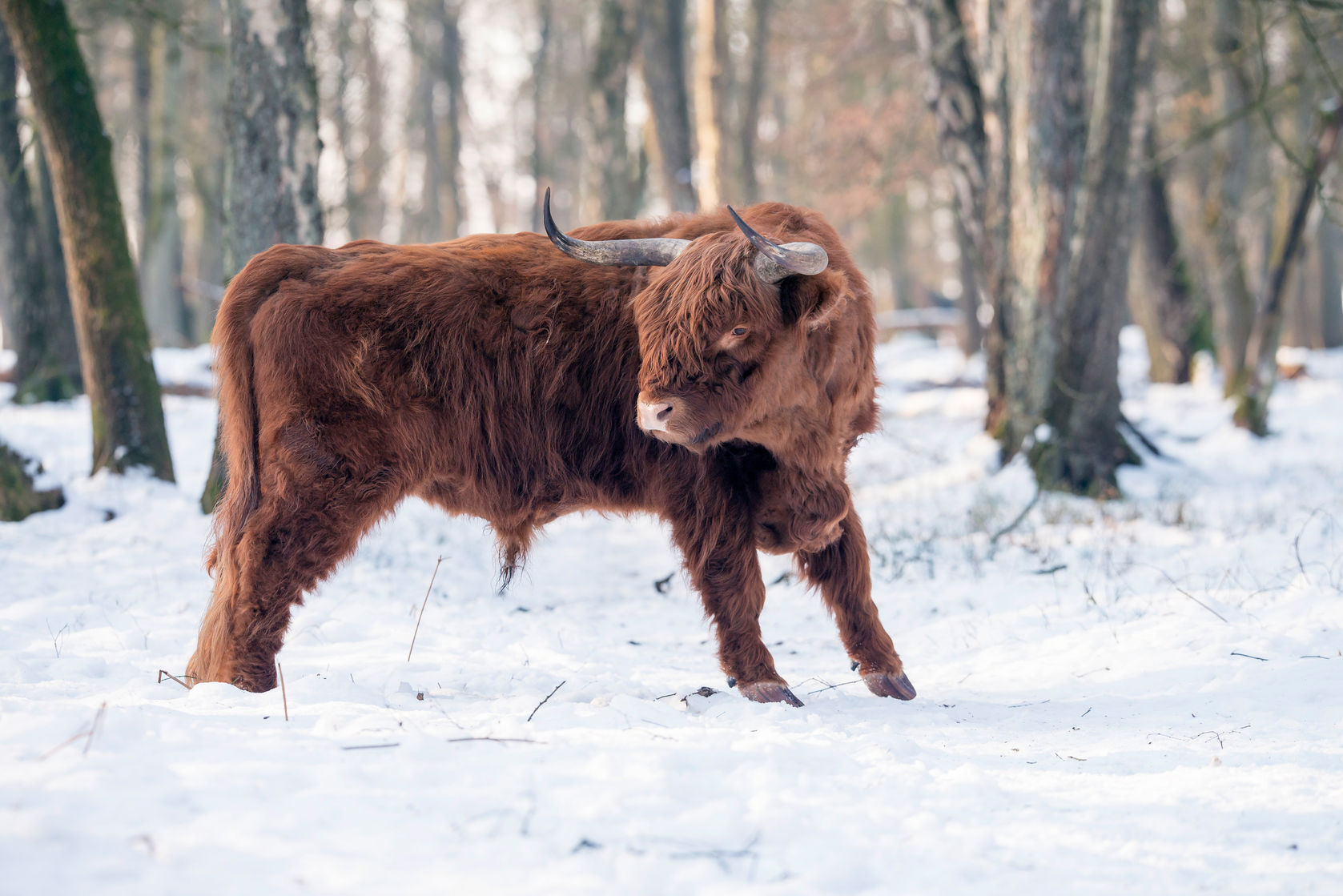 Deep and sustained freeze could cost farmers thousands, warns insurer Deep and sustained freeze could cost farmers thousands, warns insurer