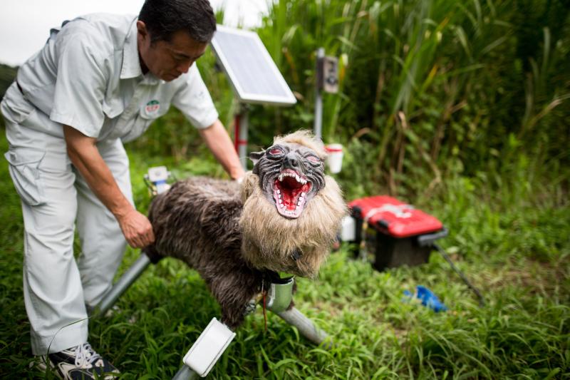 'Super Monster Wolf' effectively scares crop-damaging pests in Japan 'Super Monster Wolf' effectively scares crop-damaging pests in Japan