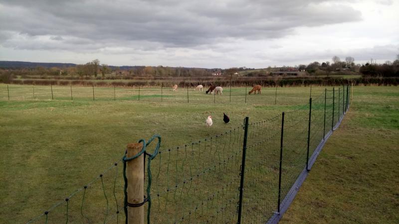 Chicken keeper recommends one thing to novice keepers - install electric fencing Chicken keeper recommends one thing to novice keepers - install electric fencing