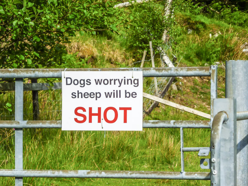 dog worrying sheep