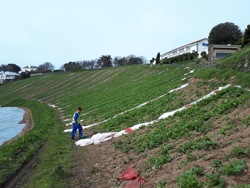 growing jersey royal potatoes