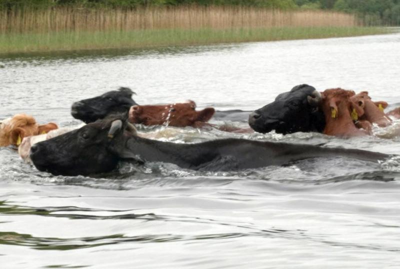 Swimming cattle complete annual pilgrimage at National Trust site Swimming cattle complete annual pilgrimage at National Trust site
