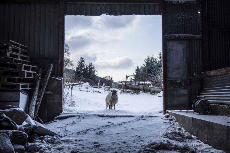 North Wales family farm photography series scoops top prize North Wales family farm photography series scoops top prize