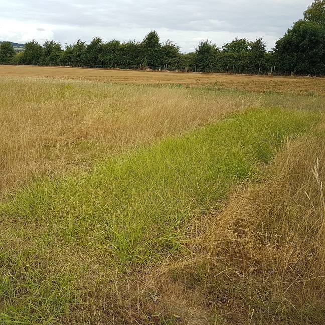 Festuloliums remain 'green and healthy' while grassland suffers in heatwave Festuloliums remain 'green and healthy' while grassland suffers in heatwave
