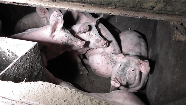 Red Tractor has withdrawn the farm’s assurance certification (Photo: Animal Equality)