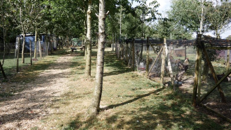 Poultry business featured on Hairy Bikers up for sale for £34,000 Poultry business featured on Hairy Bikers up for sale for £34,000