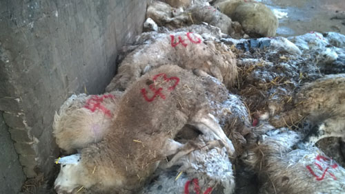 Farmer ordered to pay £17.8k after pleading guilty to welfare offences Farmer ordered to pay £17.8k after pleading guilty to welfare offences