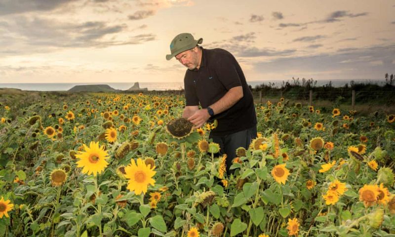 Farm reverts back to 1940's farming methods and sees wildlife boost Farm reverts back to 1940's farming methods and sees wildlife boost