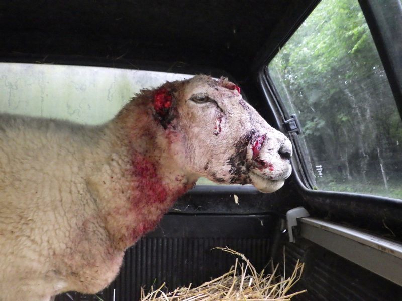 Sheep found with ears ripped off in 'horrendous' attack Sheep found with ears ripped off in 'horrendous' attack