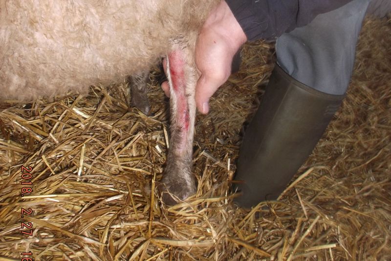 Man ordered to pay over £2100 following sheep worrying incident Man ordered to pay over £2100 following sheep worrying incident