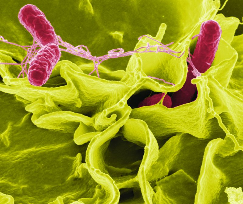Food Standards issues recall after salmonella found in French eggs Food Standards issues recall after salmonella found in French eggs