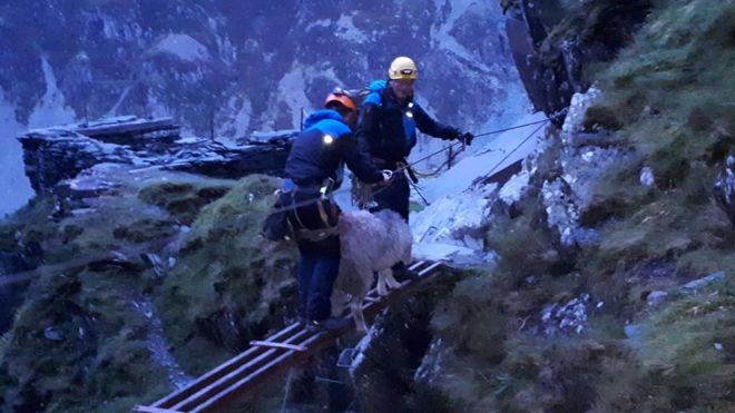 Stranded sheep stuck in crag for three weeks finally rescued Stranded sheep stuck in crag for three weeks finally rescued