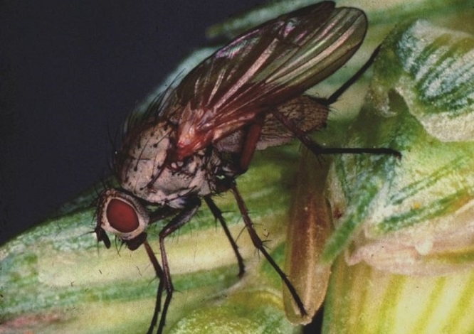 2018 lowest-risk year for wheat bulb fly since monitoring began 2018 lowest-risk year for wheat bulb fly since monitoring began