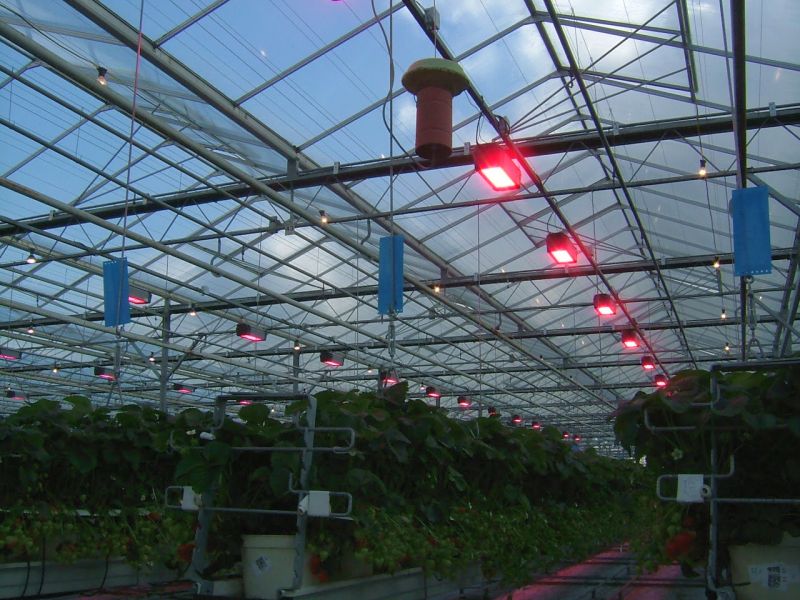 Energy saving programme extended to soft fruit sector Energy saving programme extended to soft fruit sector