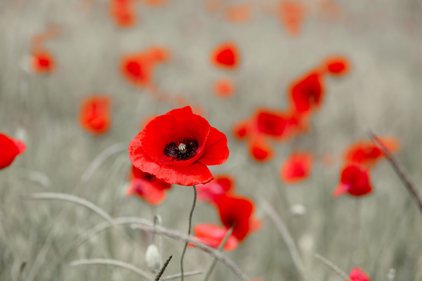 Remembering the role of farmers during World War One Remembering the role of farmers during World War One
