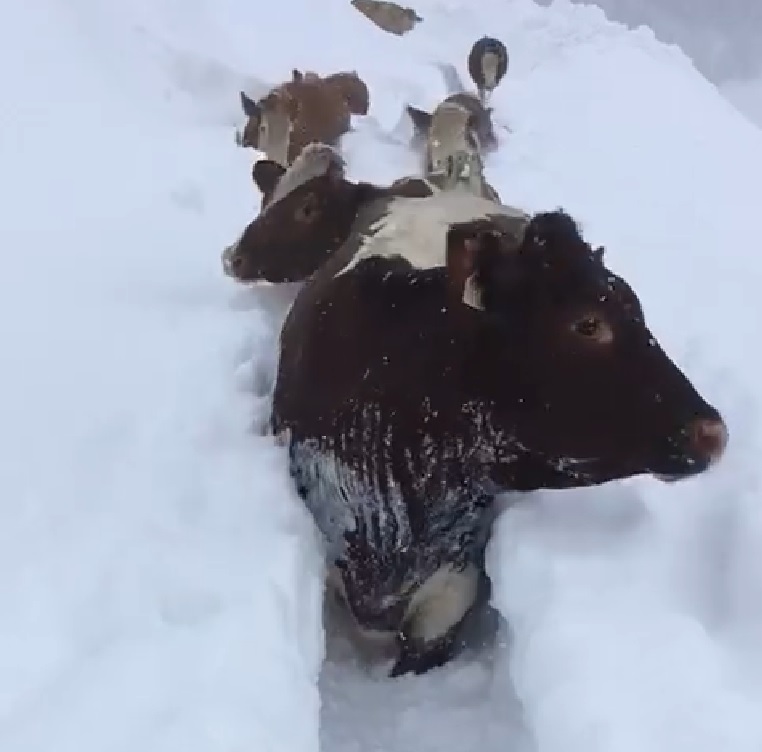 Video: Cows trek through deep snow as Europe hit by severe weather Video: Cows trek through deep snow as Europe hit by severe weather