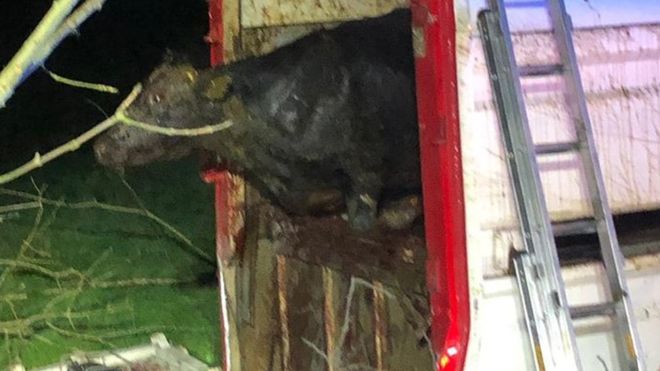Dozens of cattle rescued after lorry overturns in Northern Ireland Dozens of cattle rescued after lorry overturns in Northern Ireland