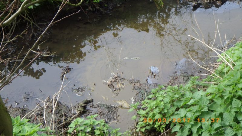 Dairy farmer ordered to pay £7000 after polluting stream Dairy farmer ordered to pay £7000 after polluting stream