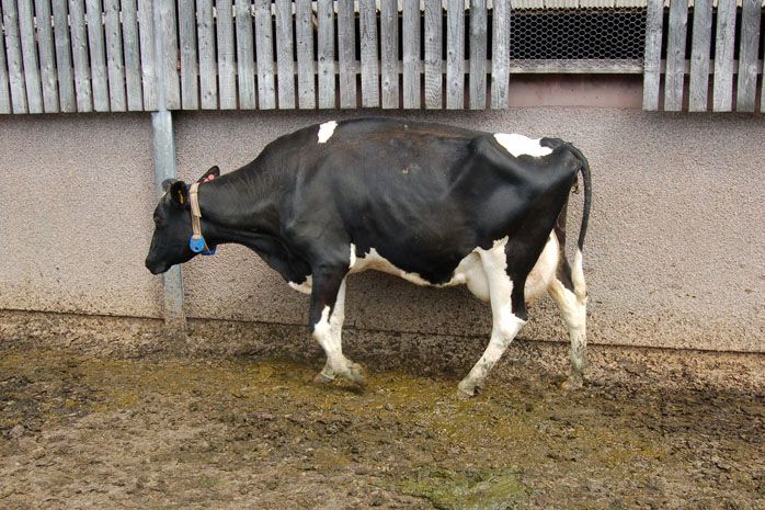 £1m project sets out to discover what causes lameness in dairy cows £1m project sets out to discover what causes lameness in dairy cows