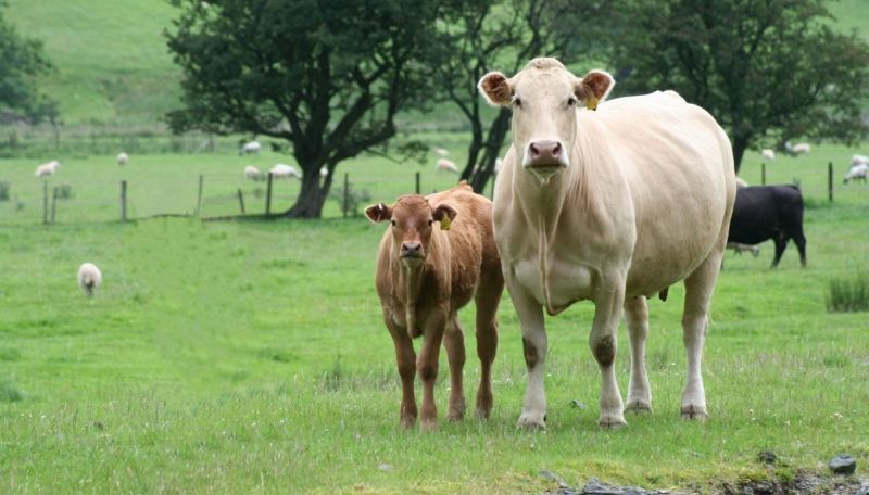 Lack of profitability could mean suckler beef 'disappears', union warns Lack of profitability could mean suckler beef 'disappears', union warns