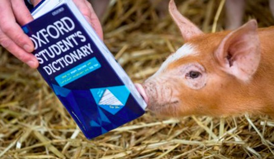 Campaign to remove ‘pig out’ from dictionary shortlisted for award Campaign to remove ‘pig out’ from dictionary shortlisted for award