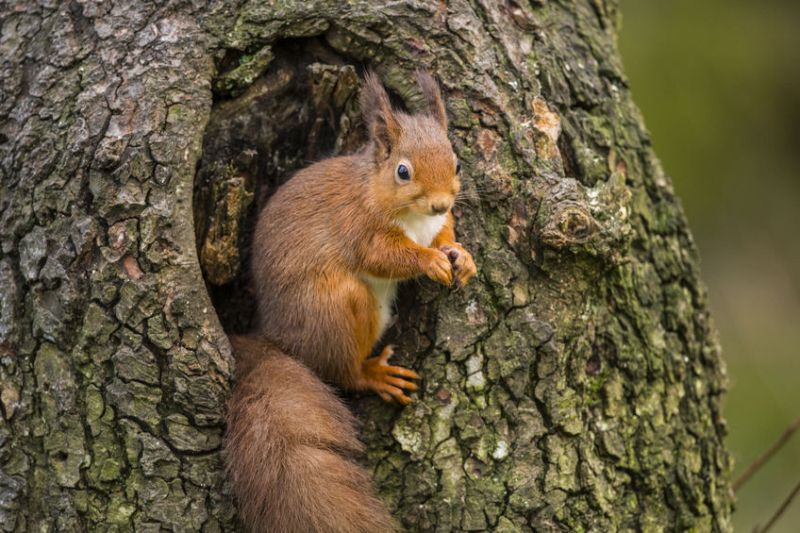 New fund seeks 'large-scale projects' to boost Scottish wildlife New fund seeks 'large-scale projects' to boost Scottish wildlife