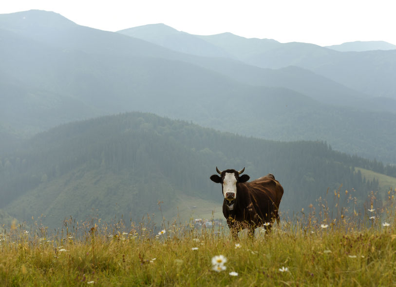 Austrian farmer ordered to pay out over £420,000 after cow kills hiker Austrian farmer ordered to pay out over £420,000 after cow kills hiker