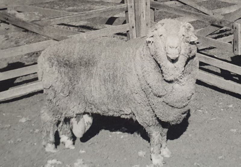 'Sir Freddie', one of the rams whose sperm was frozen in 1968 (Photo: Walker family/University of Sydney)