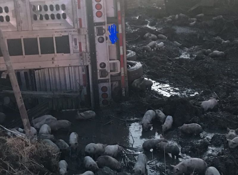 3,000 piglets loose after lorry over-turns in US 3,000 piglets loose after lorry over-turns in US