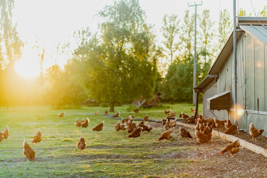 Uk'S First Organic Egg Brand Sees Rising Demand - Farminguk News