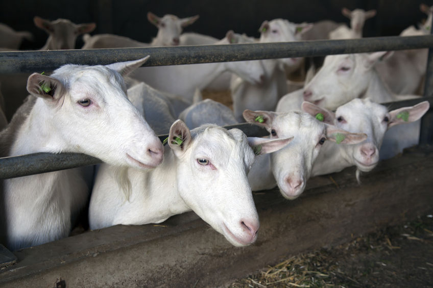 Goats clearance milk tesco