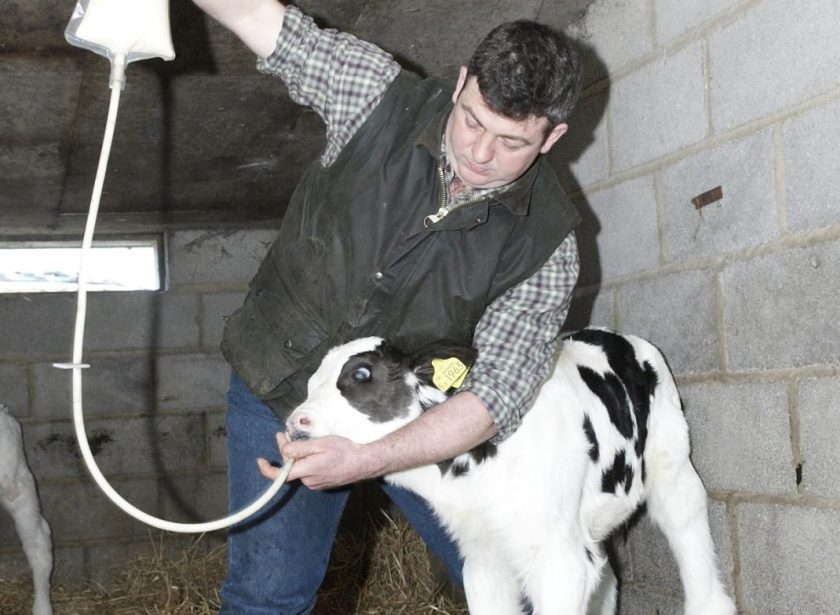 Longer shelf-life for popular calf scour vaccine - Vimarsana News