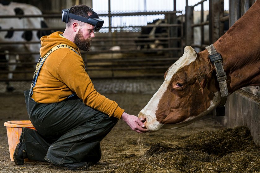 Augmented reality headset displays cow health data - Vimarsana News