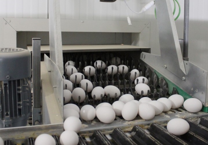 egg palletising robot